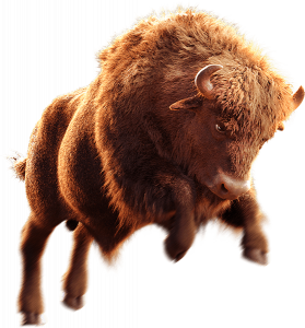 buffalo win avatar