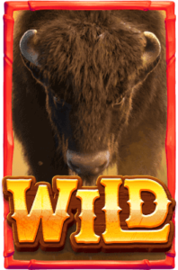 wild buffalo win